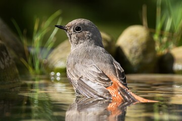 Black redstart ( Phoenicurus ochruros), female resting in the water of the bird watering hole. Moravia. Czechia.