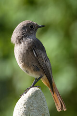 Black redstart ( Phoenicurus ochruros), female standing on a stone. Moravia. Czechia. 