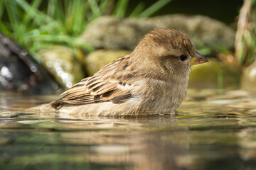 House sparrow, female resting in the water of the bird watering hole. Moravia. Czechia. 