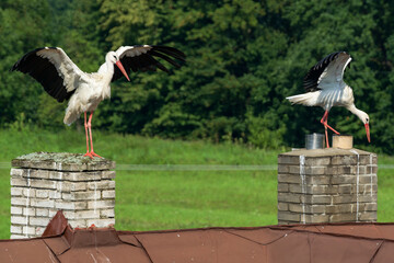 Two storks practice their wings on the chimneys of a family house before flying away. Moravia....