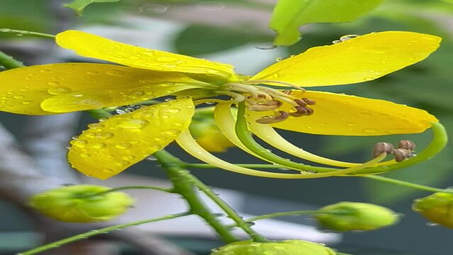 The Golden shower flower blossom with water d