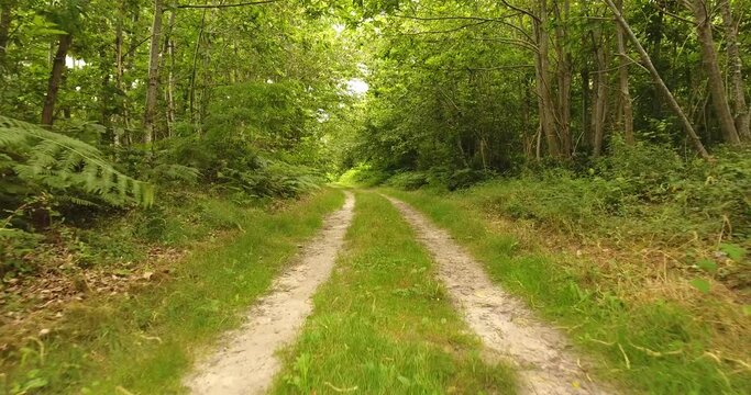 Chemin forestier