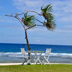 Lounge chairs on the beach under a pandanus palm tree
