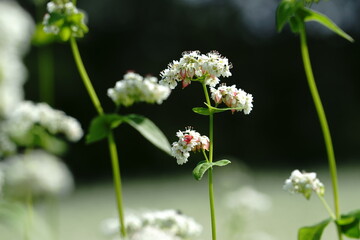 秋のソバ畑にて咲く白いソバの花