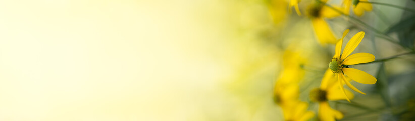 Nature of flower in garden using as cover page background natural flora wallpaper or template brochure landing page design