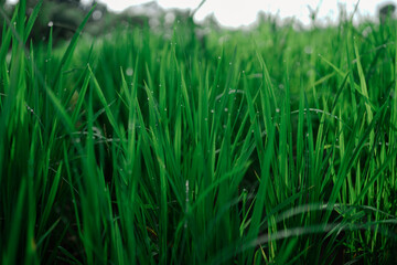Obraz premium beauty of nature. 
