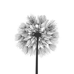 Dandelion flower seeds plant vector illustration