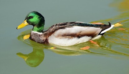  pretty mallard drake swimming in fall in   sterne park in littleton, colorado