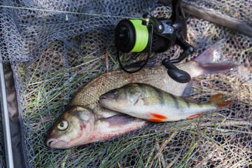 Big freshwater common bream (Abramis brama), common perch or European perch (Perca Fluviatilis) and fishing rod with reel on black fishing net..