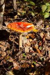 Amanita muscaria mushroom in autumn forest, natural bright sunny background. Fly agaric, wild poisonous red mushroom in yellow-orange fallen leaves.