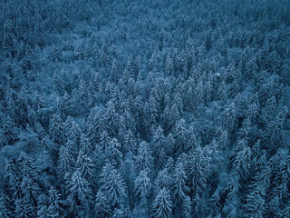 Winter forest at night. Russia. Aerial drone photo