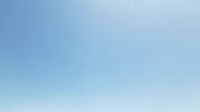 group of bird fly on the blue sky