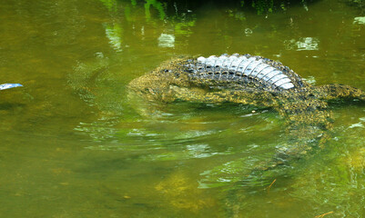 Crocodile in clear greenish water