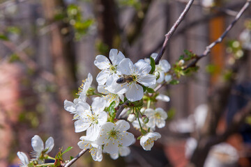 Honeybee on white flower of cherry tree collecting pollen and nectar to make sweet honey with medicinal benefits..
