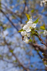 Honeybee on white flower of cherry tree collecting pollen and nectar to make sweet honey with medicinal benefits..