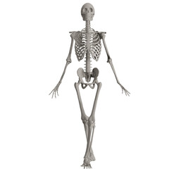 skeleton posing 3d render illustration