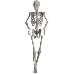 skeleton posing 3d render illustration