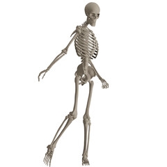skeleton posing 3d render illustration