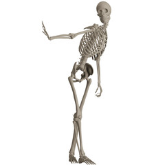skeleton posing 3d render illustration