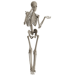 skeleton posing 3d render illustration