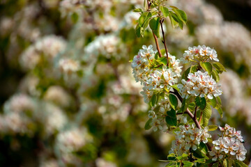 White flowers bloom in the trees. Spring landscape with blooming sakura tree. Beautiful blooming garden on a sunny day. Copy space for text.