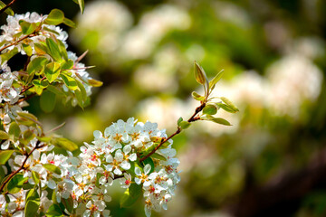 White flowers bloom in the trees. Spring landscape with blooming sakura tree. Beautiful blooming garden on a sunny day. Copy space for text.
