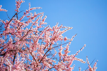 Spring cherry blossoms against a blue sky. Pink flowers spring landscape with blooming pink tree. Beautiful sakura garden on a sunny day. Beautiful concept of romance and love with delicate flowers.