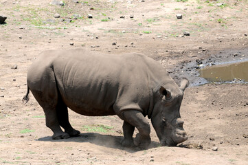 Naklejka premium The common hippopotamus, Hippopotamus amphibius, or hippo, is a large, mostly herbivorous, semiaquatic mammal native to sub-Saharan Africa