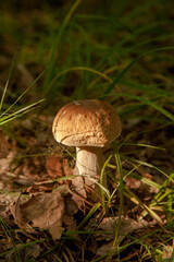 Boletus mushroom in the wild. Porcini mushroom grows on the forest floor at autumn season..