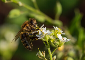 Eine Biene sucht Nektar in den weißen Blüten einer Blume