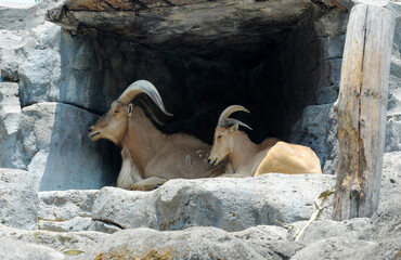 Mountain goats take shelter in caves, avoiding the heat of the sun