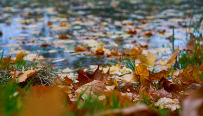 Lakeside strewn with fallen leaves. Concept of golden fall.