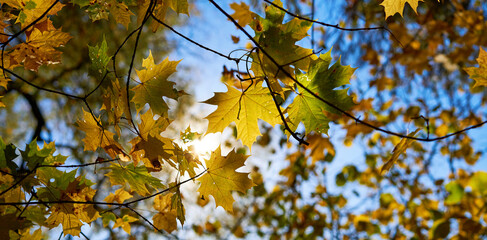 Golden autumn leaves on blue sky background.