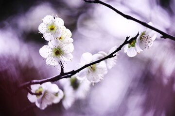 春の訪れを告げる梅の花