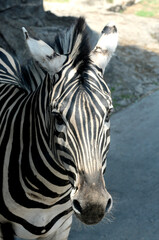 Obraz na płótnie Canvas Close up of the head of a Burchell's Zebra