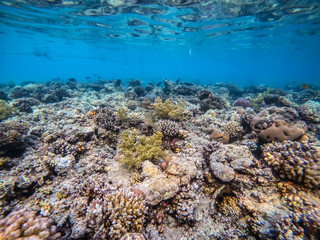 Underwater life of reef with corals and tropical fish. Coral Reef at the Red Sea, Egypt.