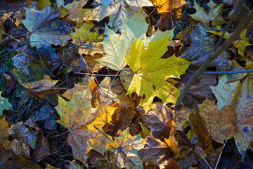 Carpet of autumn leaves underfoot. Concept of golden fall.