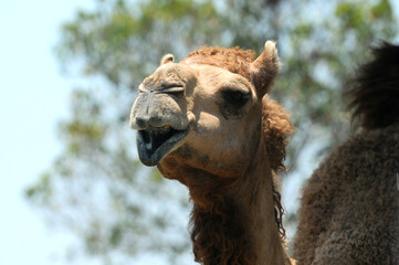 The expression on the camel's face when it's taken up close