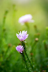 Beautiful asters closeup on the lawn in the park. Autumn herbaceous flowers in the meadow
