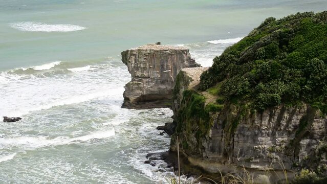 Lush bushland covering the rocky shore that is Gannet habitat in Muriwai, New Zealand