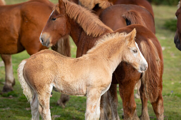 Potro - potrillo de raza Caballo Pirenaico Catalán (cavall pirinenc català) junto a su familia