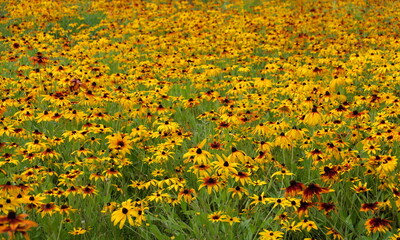 Fototapeta premium ルドベキアの群落