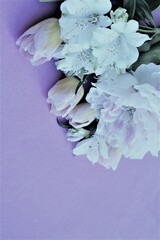 Light lilac peony in a festive bouquet on a white background. Festive flower arrangement. Background for a greeting card.