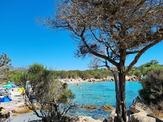 Tree at Capriccioli beach east, Arzachena,Sardinia, Italy