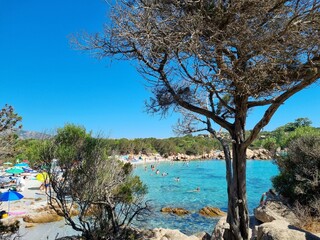 Tree at Capriccioli beach east, Arzachena, Costa Smeralda, Sardinia, Italy