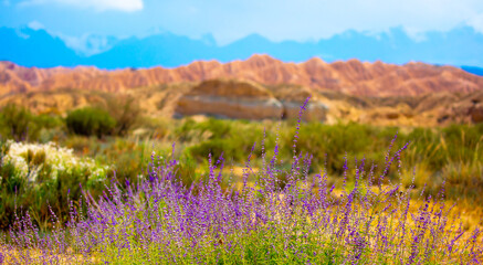 Fototapeta na wymiar Spring lavender flowers under the rays of sunlight on the background of the mountains. Lilac flowers close up. Beautiful landscape of nature with a panoramic view. Hi spring. long banner