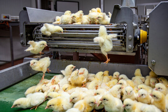 industrial poultry processing machinery with yellow young chicks
