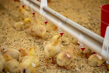 small chicks drinking water in industrial chicken breeding farm