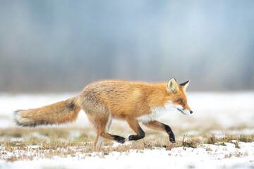 Fox Vulpes vulpes in winter scenery, Poland Europe, animal walking among snow in amazing warm light	