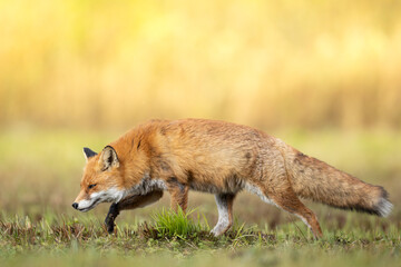 Fox Vulpes vulpes in autumn scenery, Poland Europe, animal walking among meadow in warm light	